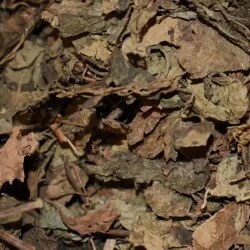 🌱 Vipartesanias - Comprar Resina Patchouli - Envío Gratis 24h 🌞